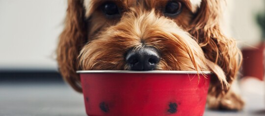 Hund frisst aus Hundenapf