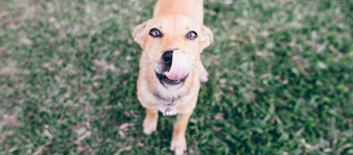 Hund leckt sich über Schnauze