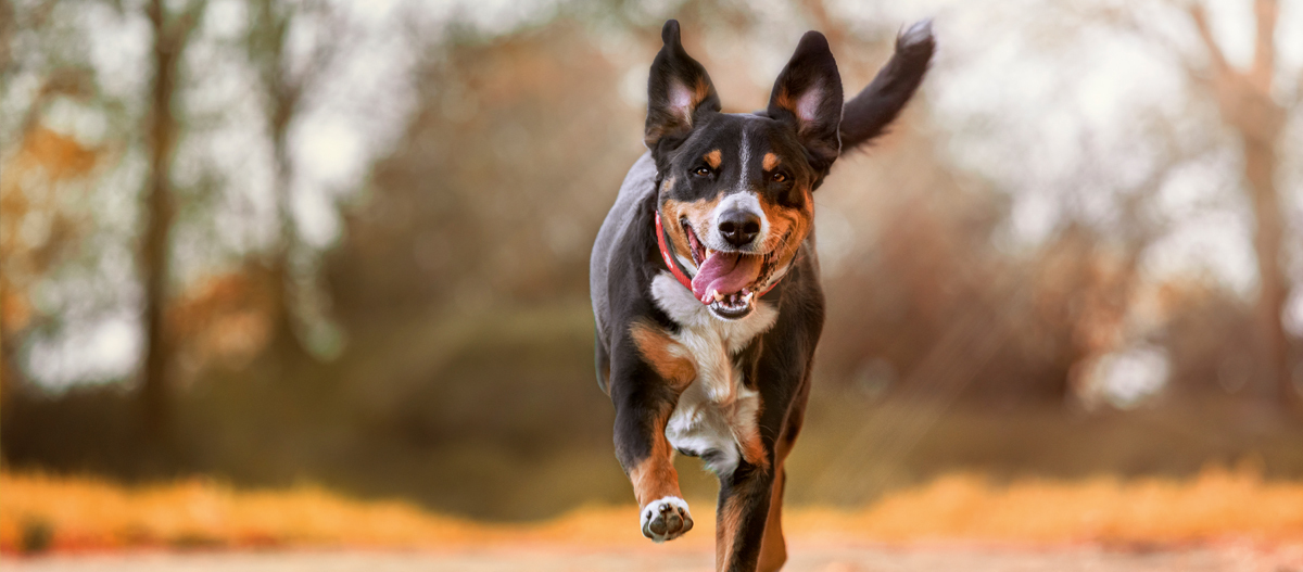 Hund rennt fröhlich Richtung Kamera