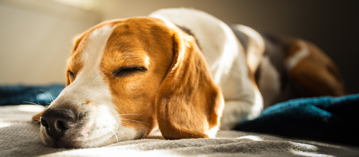 Hund schläft auf dem Sofa Hund schläft auf dem Sofa