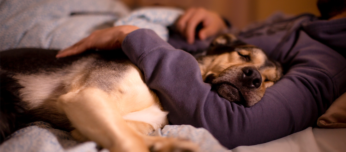 Hund schläft bei seinem Besitzer im Arm Hund schläft bei seinem Besitzer im Arm