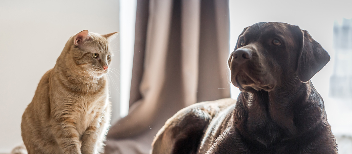 Hund und Katze entspannen zusammen Hund und Katze entspannen zusammen