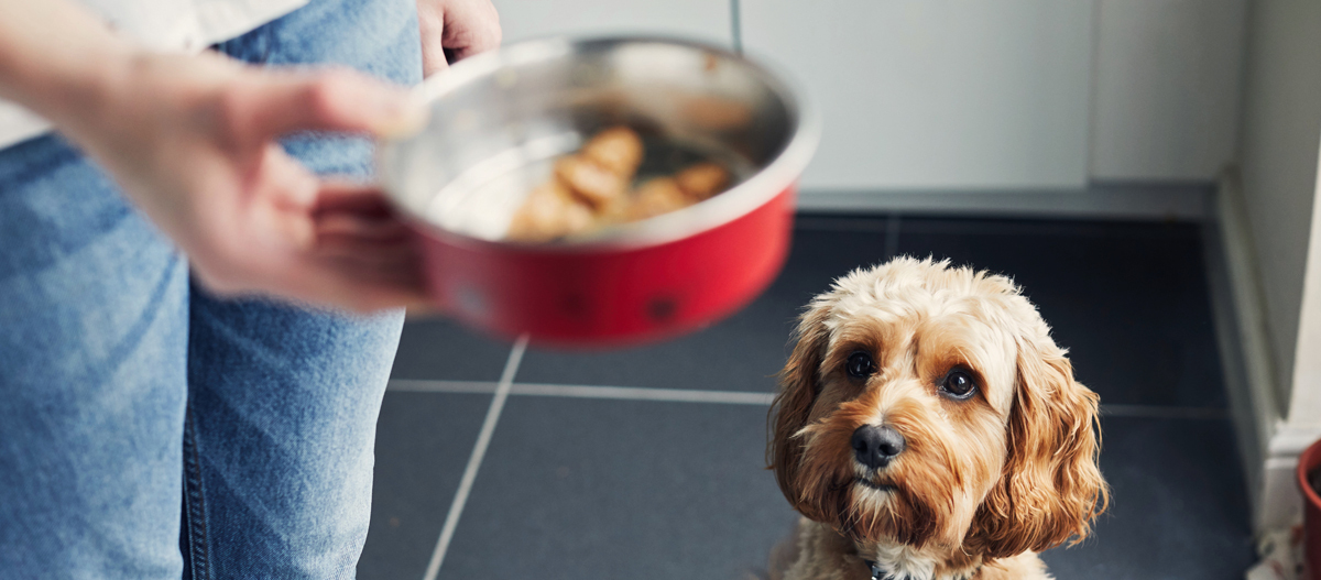 Kleiner Hund wartet auf Hundenapf