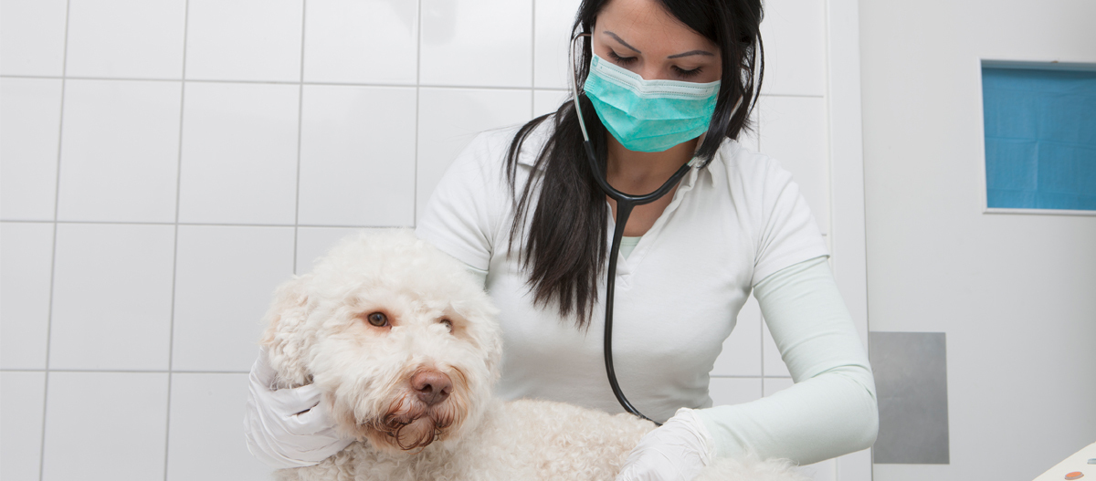 Hund wird von Tierärztin untersucht Hund wird von Tierärztin untersucht