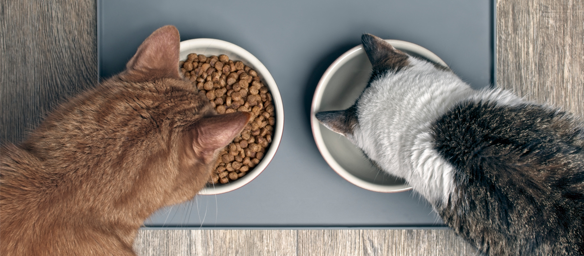 Katzen fressen Trockenfutter Katzen fressen Trockenfutter