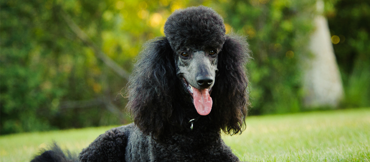 Pudel sitzt auf der Wiese Pudel sitzt auf der Wiese