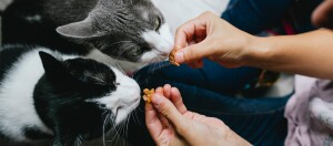 Zwei Katzen werden aus der Hand gefüttert