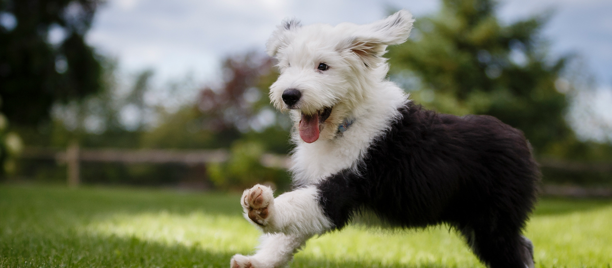 Bobtail läuft im Garten