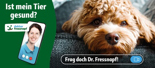 Ist mein Tier gesund? Frag doch Dr Fressnapf!