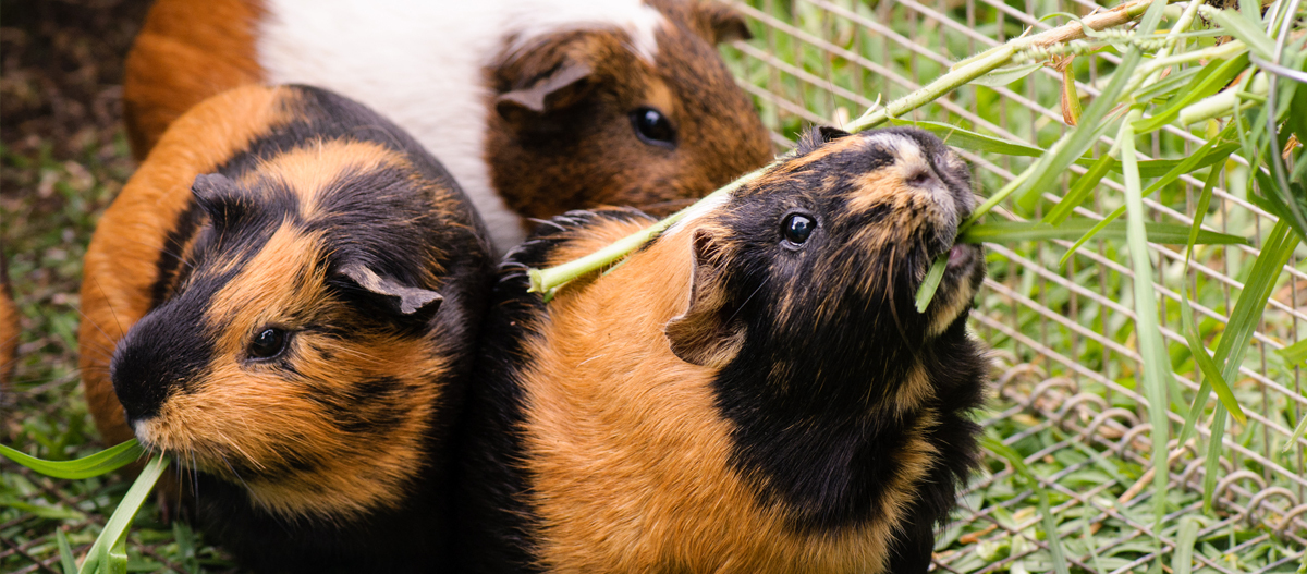 Drei Meerschweinchen knabbern am Gras Drei Meerschweinchen knabbern am Gras