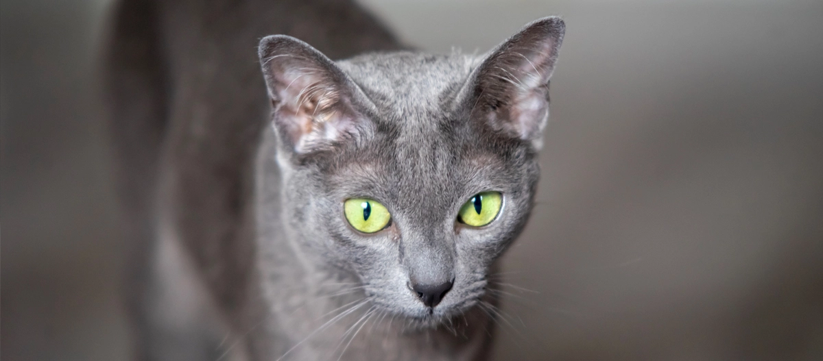 Graue Koratkatze blickt auf