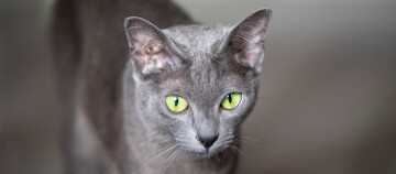 Graue Koratkatze blickt auf