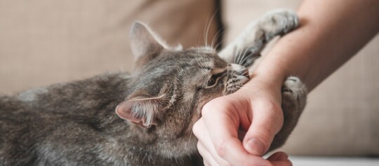 Katze beißt in die Hand