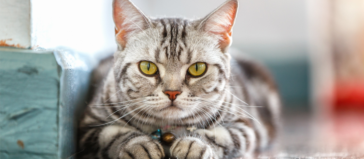 Katze liegt auf dem Boden