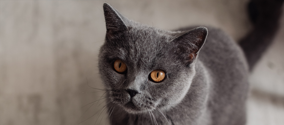 Nebelung blickt auf Nebelung blickt auf