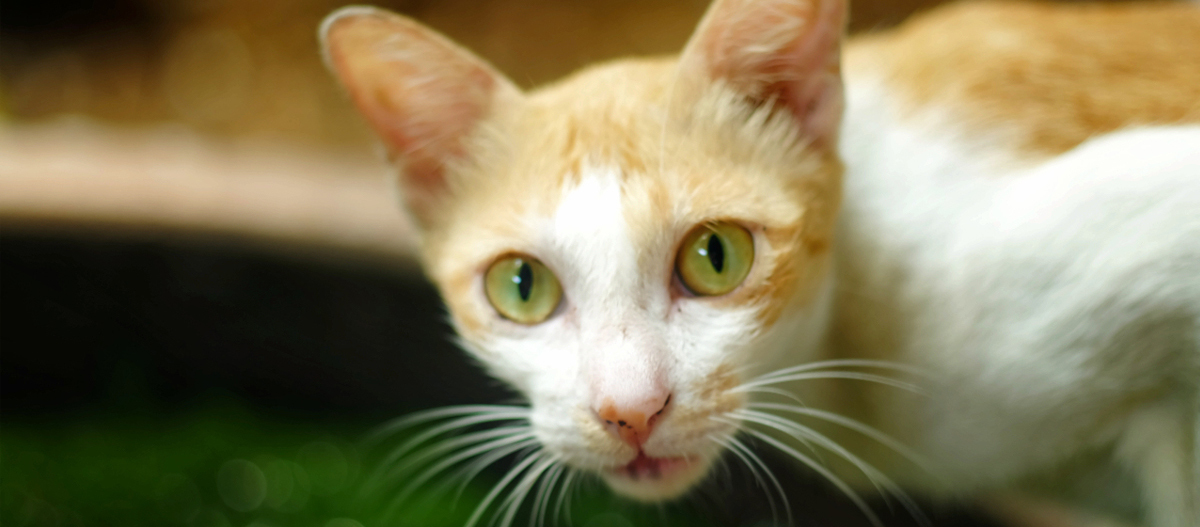 Portrait einer Ceylonkatze Portrait einer Ceylonkatze