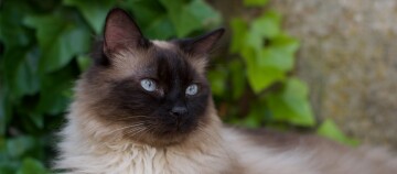 Portrait einer Himalayakatze