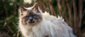 Portrait einer Himalayakatze im Garten