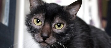 Portrait einer Lykoikatze