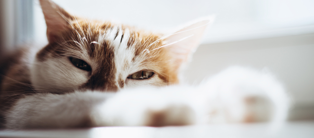 Verschlafene Katze streckt sich auf dem Boden
