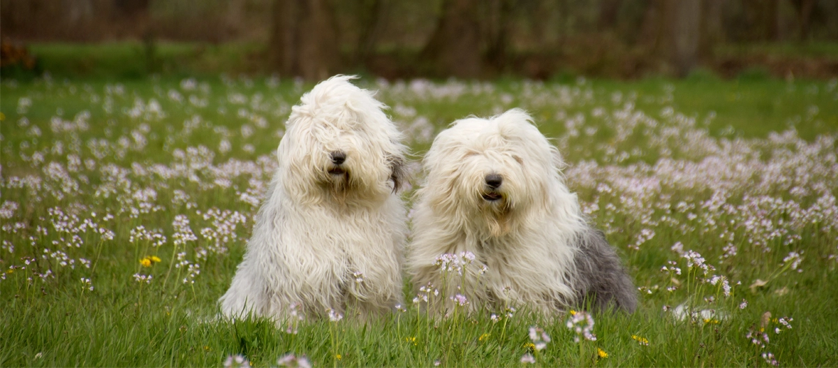 Zwei Bobtails sitzen auf der Wiese
