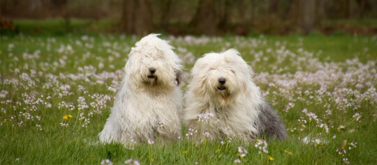 Zwei Bobtails sitzen auf der Wiese