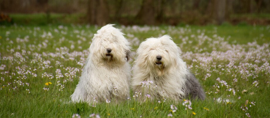 Zwei Bobtails sitzen auf der Wiese Zwei Bobtails sitzen auf der Wiese