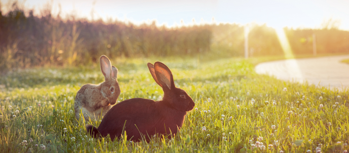 Zwei Kaninchen sitzen auf der Wiese Zwei Kaninchen sitzen auf der Wiese