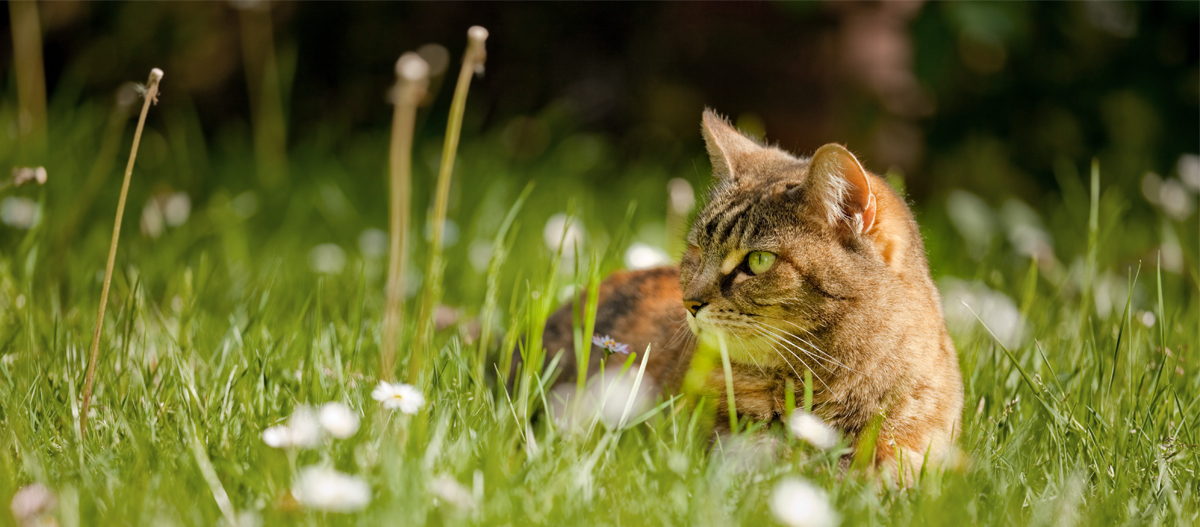Katze liegt im Gras Katze liegt im Gras
