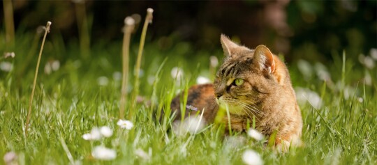 Katze liegt im Gras