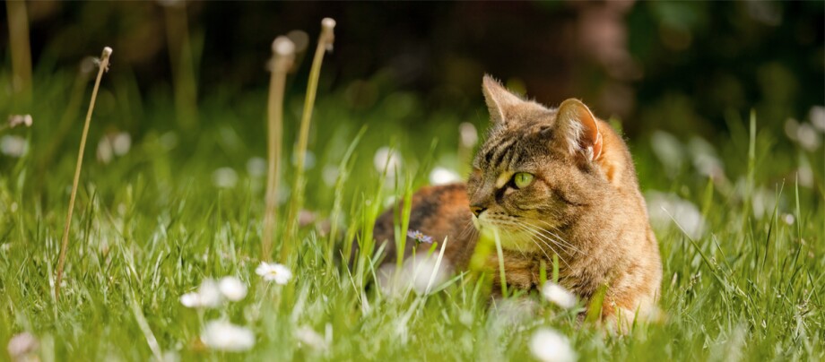 Katze liegt im Gras Katze liegt im Gras