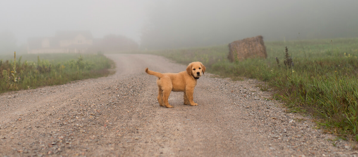 Golden-Retriever Welpe verirrt sich Golden-Retriever Welpe verirrt sich