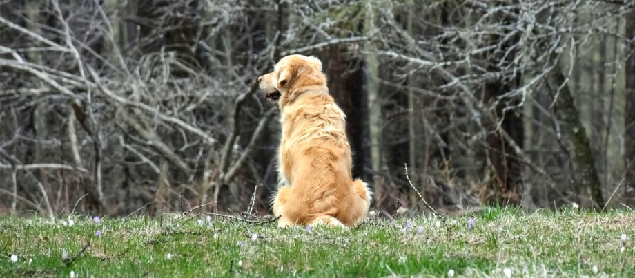 Golden-Retriever verirrt sich im Wald Golden-Retriever verirrt sich im Wald