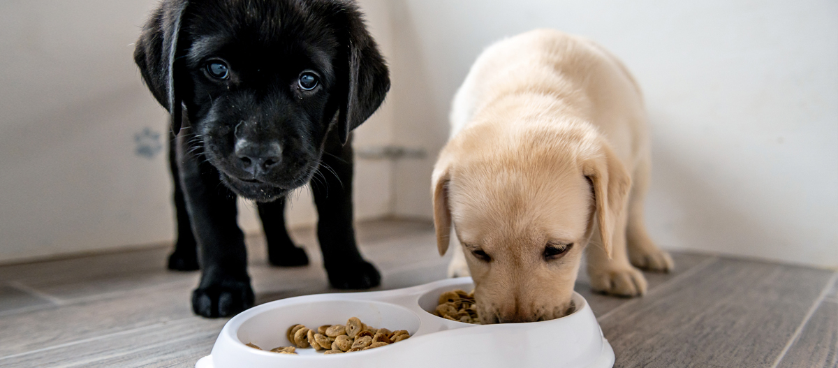 Hundewelpen fressen vom Napf Hundewelpen fressen vom Napf