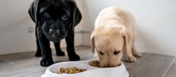 Hundewelpen fressen vom Napf