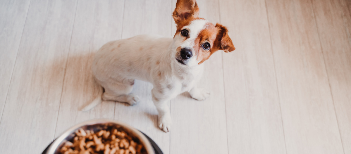 Jack-Russel sitzt neben seinem Napf Jack-Russel sitzt neben seinem Napf