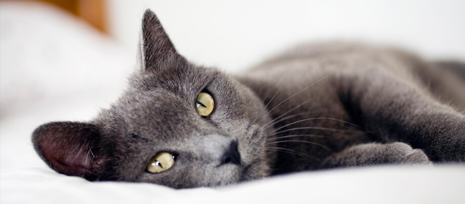 Javanese liegt auf dem Bett Javanese liegt auf dem Bett