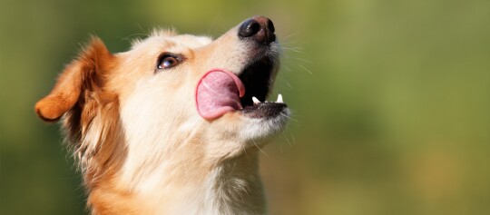 Labrador blickt auf