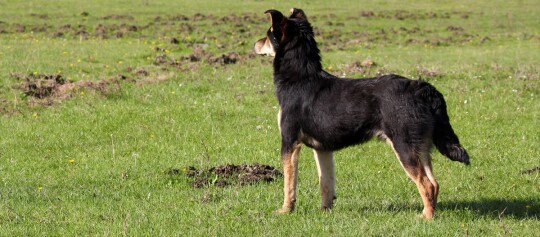 Altdeutscher Hütehund blickt wachsam über eine Wiese
