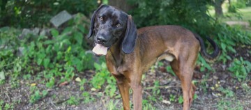 Bayerischer Gebirgsschweißhund steht im Wald