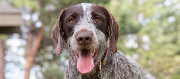 Deutsch Drahthaar Portrait