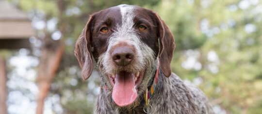 Deutsch Drahthaar Portrait