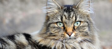 Deutsche Langhaarkatze liegt auf der Seite und blickt herüber