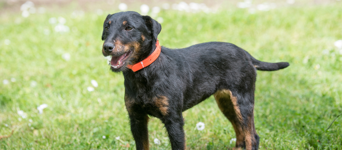 Deutscher Jagdterrier steht auf einer Wiese und trÀgt ein rotes Halsband Deutscher Jagdterrier steht auf einer Wiese und trÀgt ein rotes Halsband