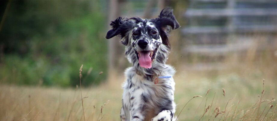 Großer Münsterländer rennt über ein Feld Großer Münsterländer rennt über ein Feld