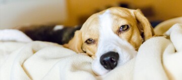 Hund liegt schläfrig auf einer Decke