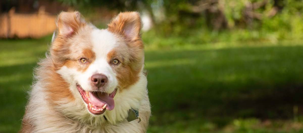 Miniature American Shepherd rennt über eine Wiese Miniature American Shepherd rennt über eine Wiese