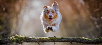Miniature American Shepherd springt über Baumstamm