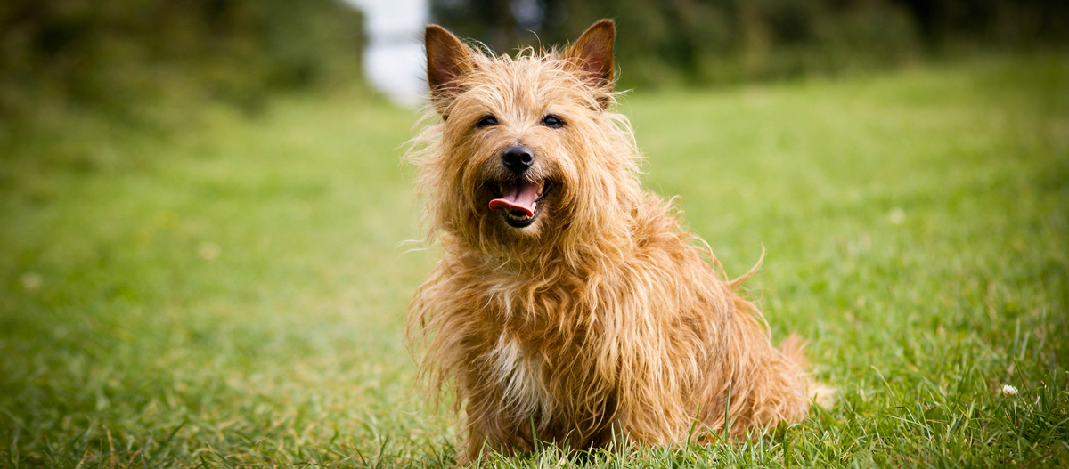 Norwich Terrier sitzt auf einer Wiese Norwich Terrier sitzt auf einer Wiese
