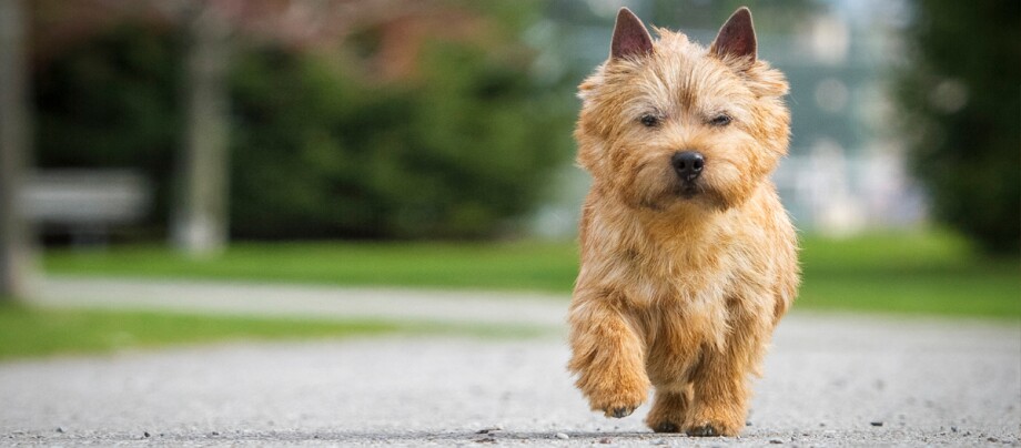 Norwich Terrier spaziert im Park Norwich Terrier spaziert im Park